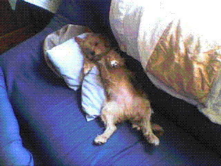 Mon chien